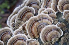 turkey tail mushroom benefits