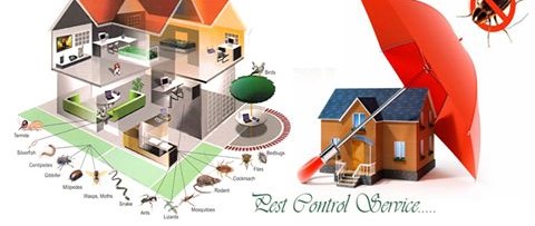 Pest control services in Lahore