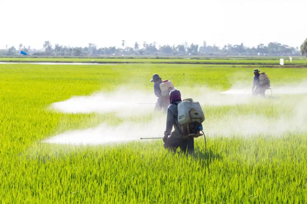pesticide treatment in Lahore