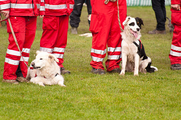 How Fire Detection Dogs Help Prevent Fires and Save Lives