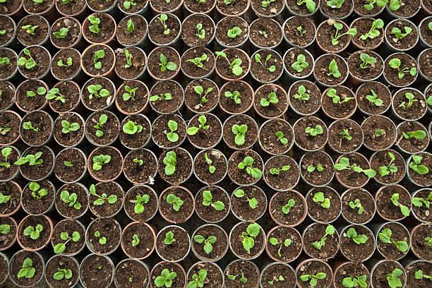 cannabis seeds